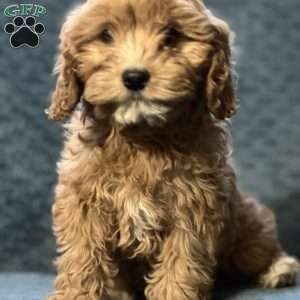 Callie, Cavapoo Puppy